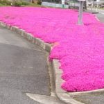 道路沿いの花壇です。まぶしいくらい満開です！