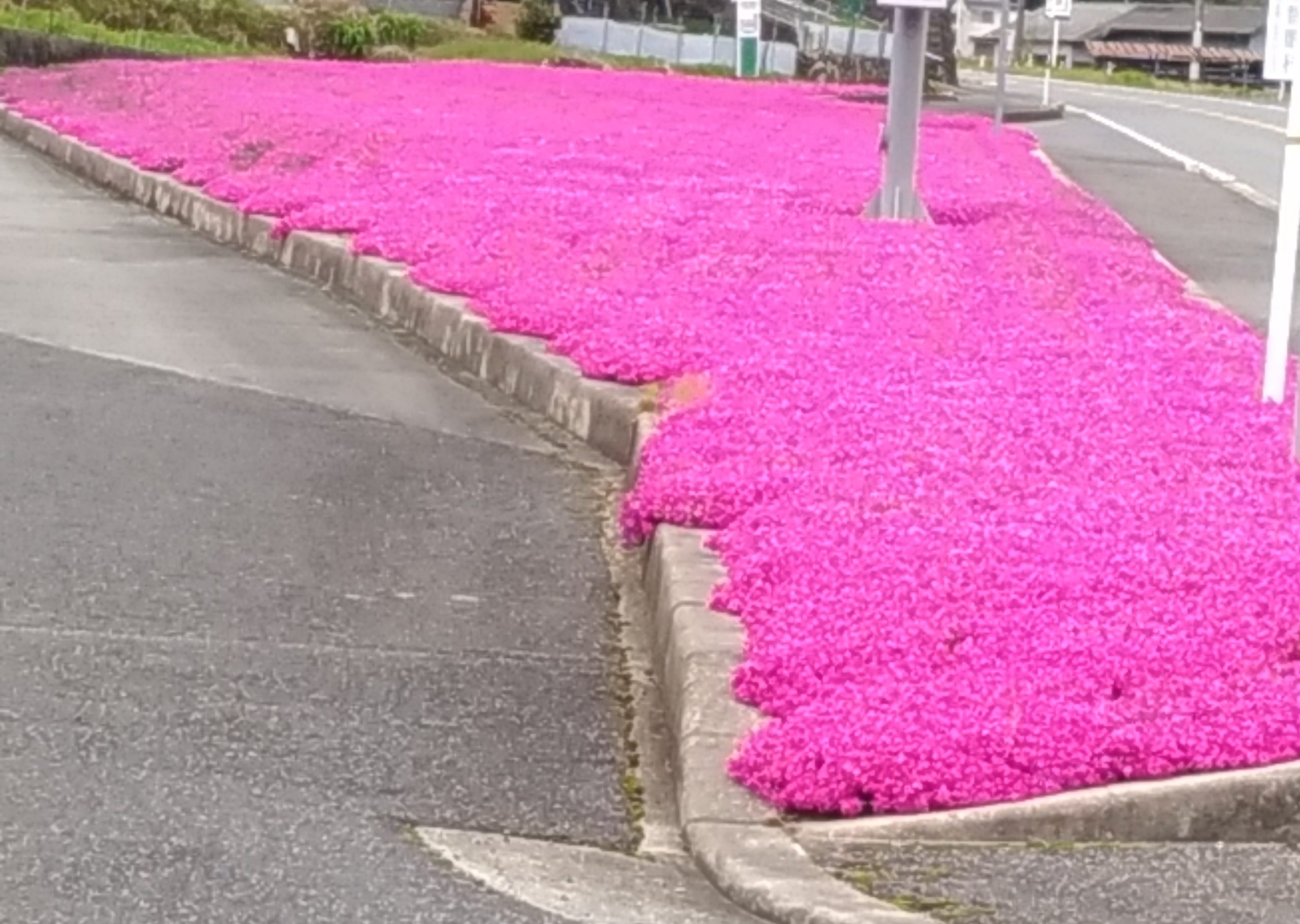 道路沿いの花壇です。まぶしいくらい満開です！